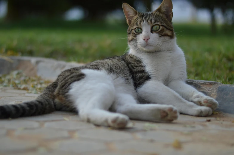 a small grey and white cat laying on a stone walkway