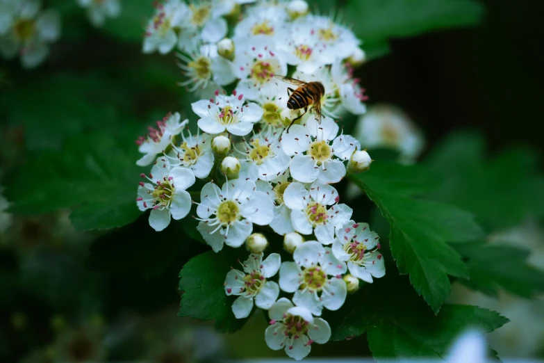 there is a bee sitting on a white flower