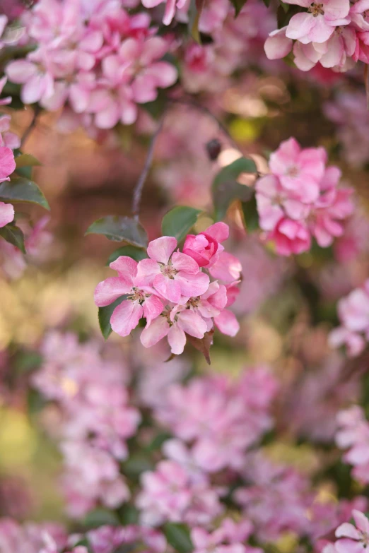 closeup of a pink flowering tree with very pretty flowers