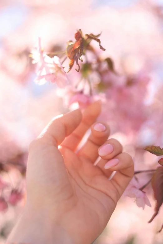 a hand holding a pink flower and purple leaves