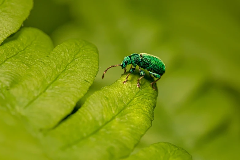 a small bug is on the tip of a green leaf