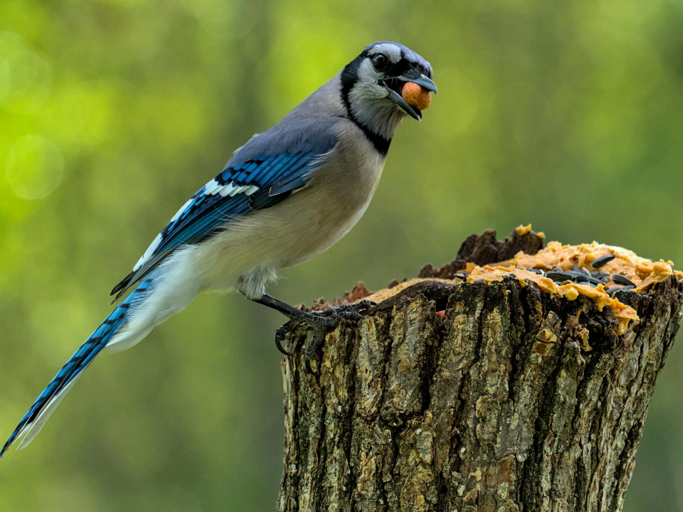 a blue bird with a large mouth standing on top of a tree