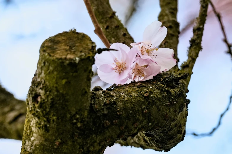 two pink flowers blooming on a nch in the middle of a tree