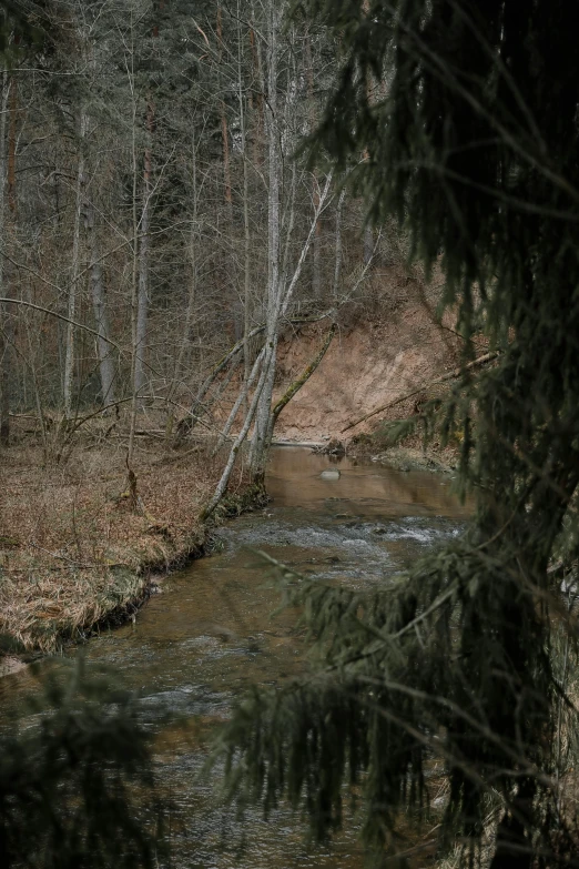 a stream running through a wooded area in the night