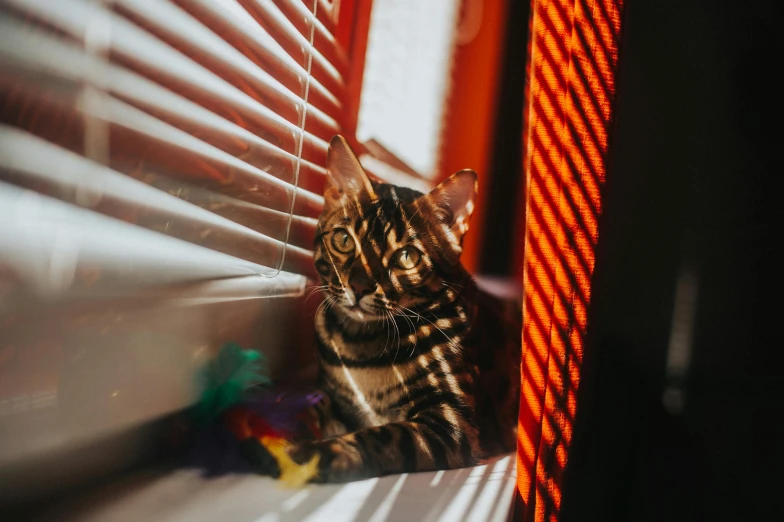 a cat looks out the window through a closed blinds