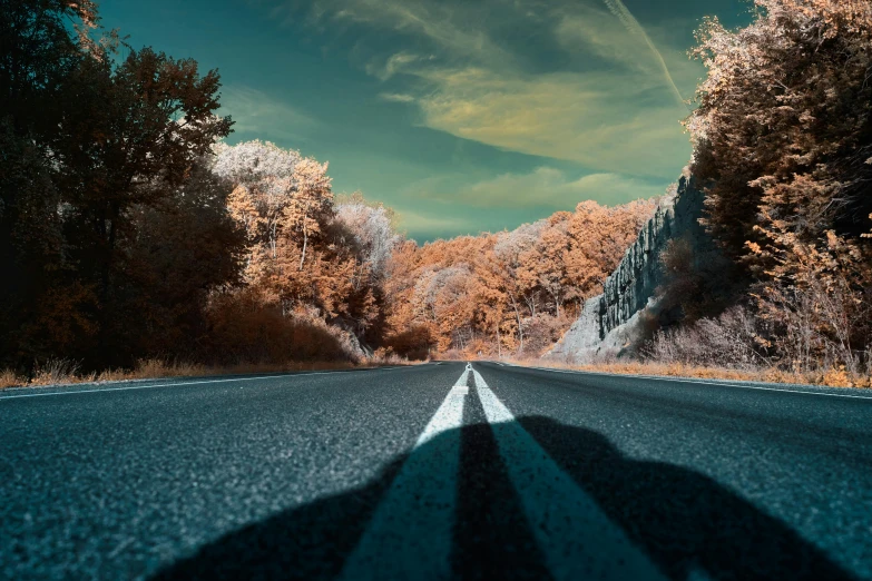 a shadow cast on the road by trees