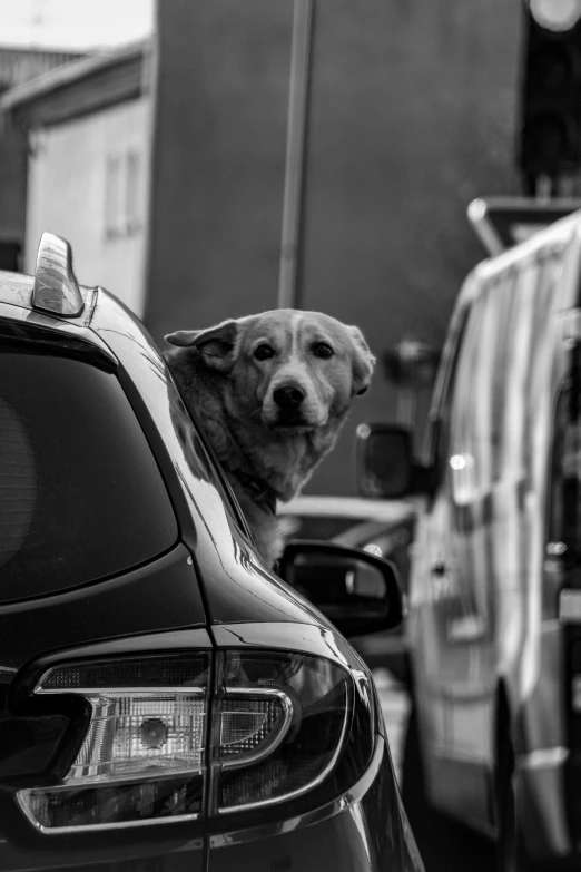 a dog leaning out of the window of a car