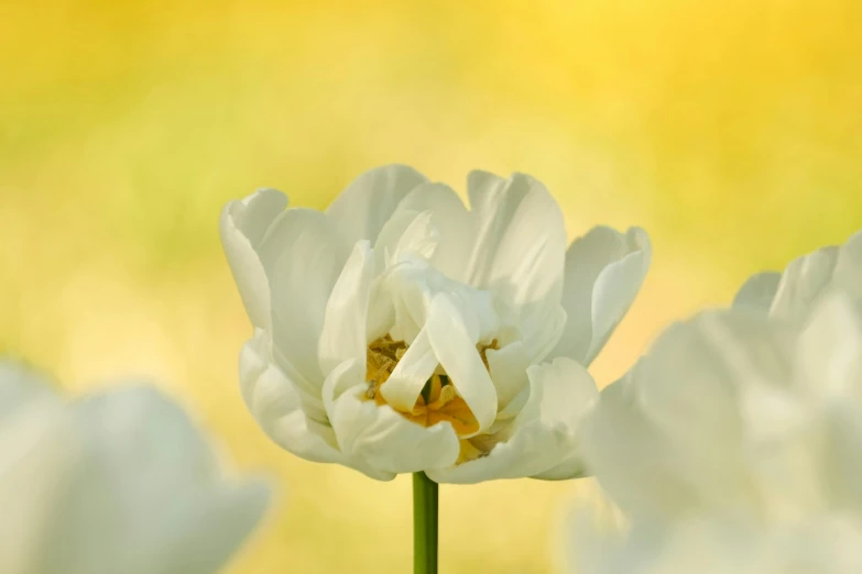 a close up image of a single white flower