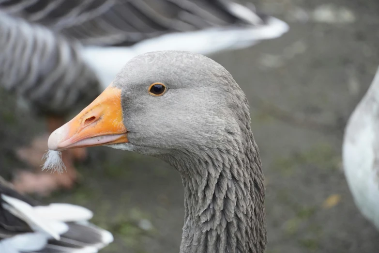 two grey ducks with orange beaks and long orange beak