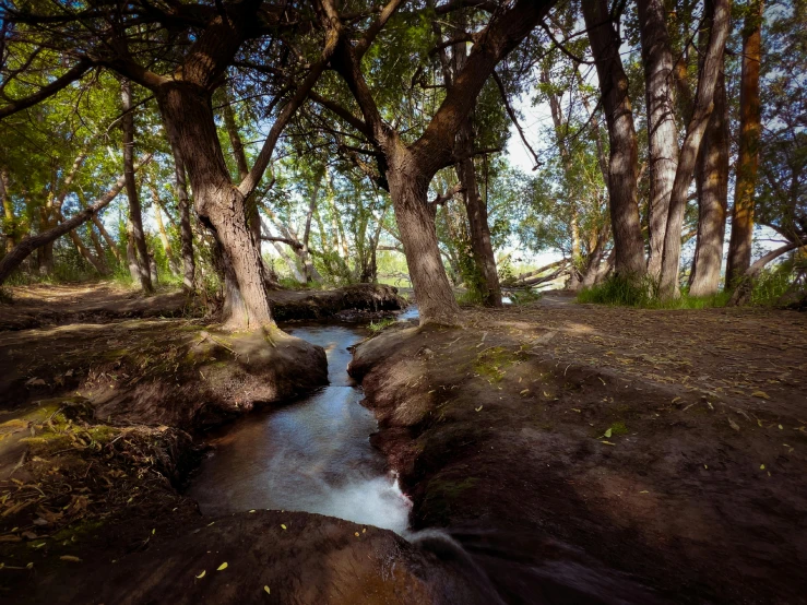 a stream in a forested area next to some trees