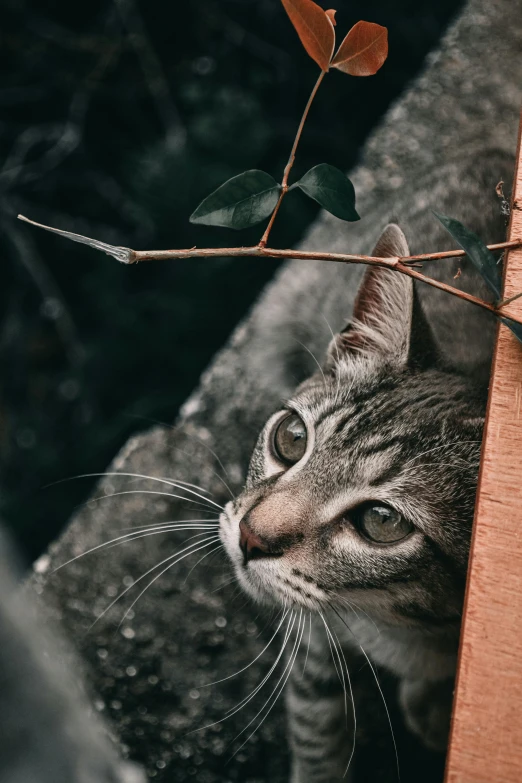 a brown and black cat with big eyes and green leaves on the nch