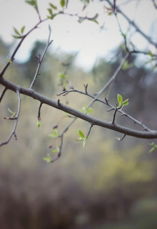 a tree nch with lots of green leaves