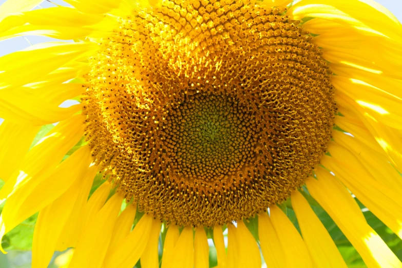 a close up s of a sunflower in the sun