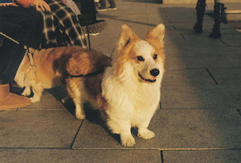 a small brown dog sitting on top of a sidewalk