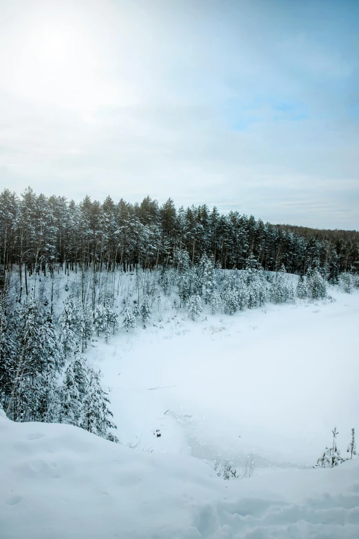 snow covered trees in the middle of a small pond