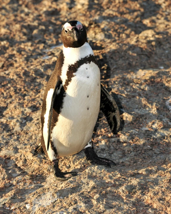 a penguin walking across the beach with his foot on it's chest