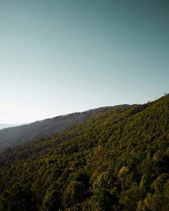 a hillside with trees on the side of it