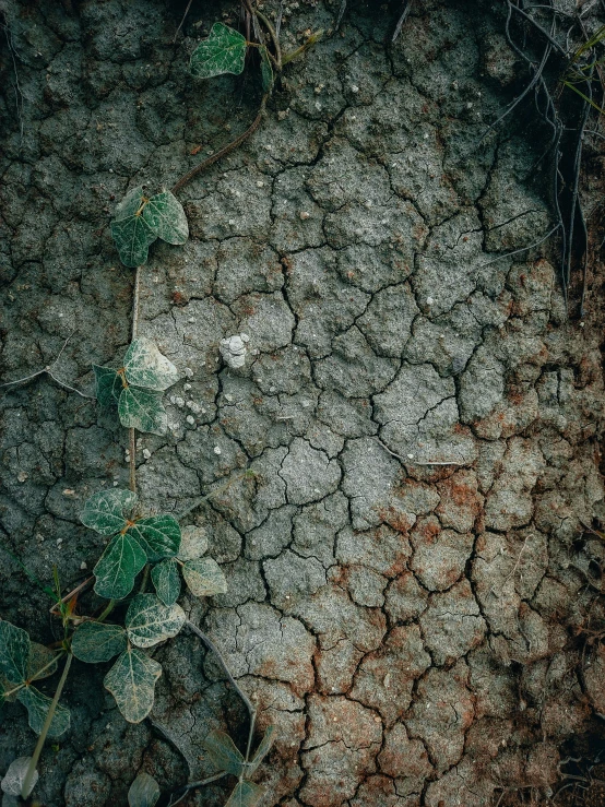 a view from above of a tree that is dry