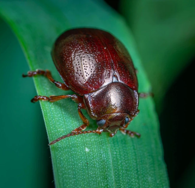 a bug is sitting on top of a green leaf