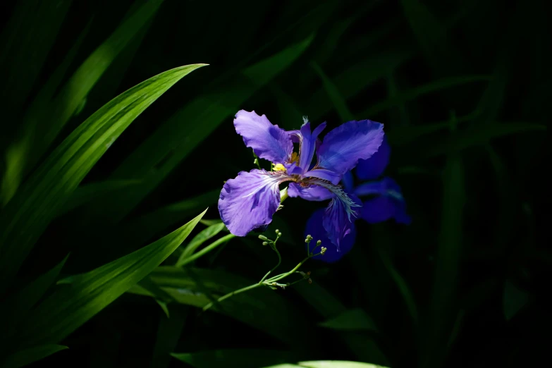 a purple flower in the middle of some green leaves