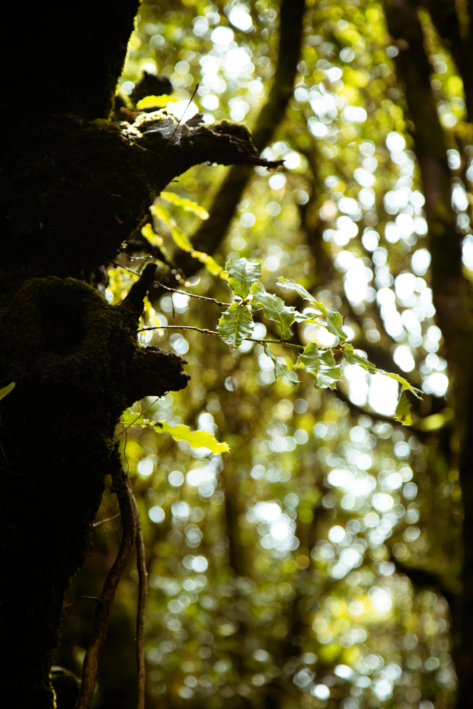 a po of the leaves and nches on a tree