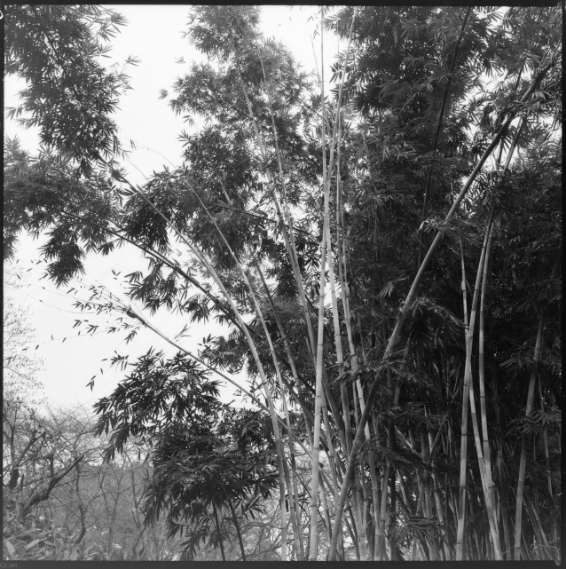 a very tall bunch of trees by some water