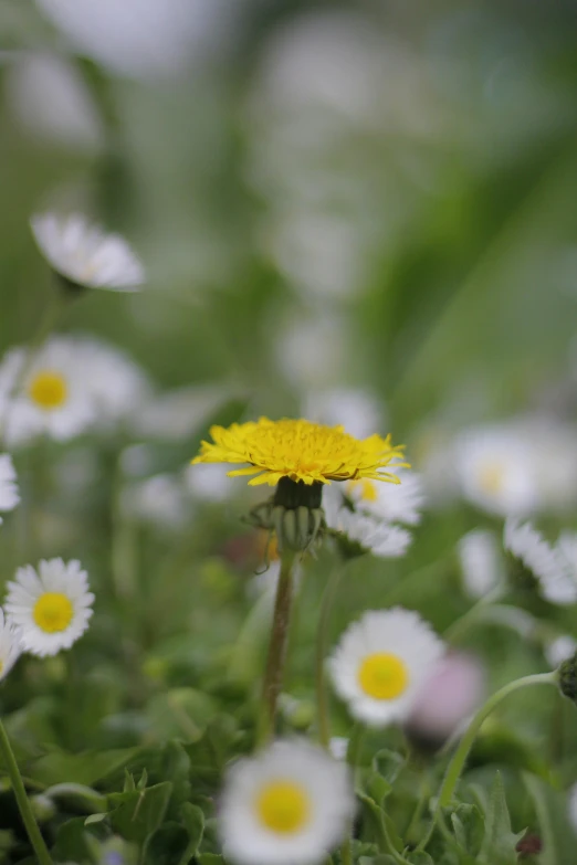 a field full of wild flowers with some yellow center