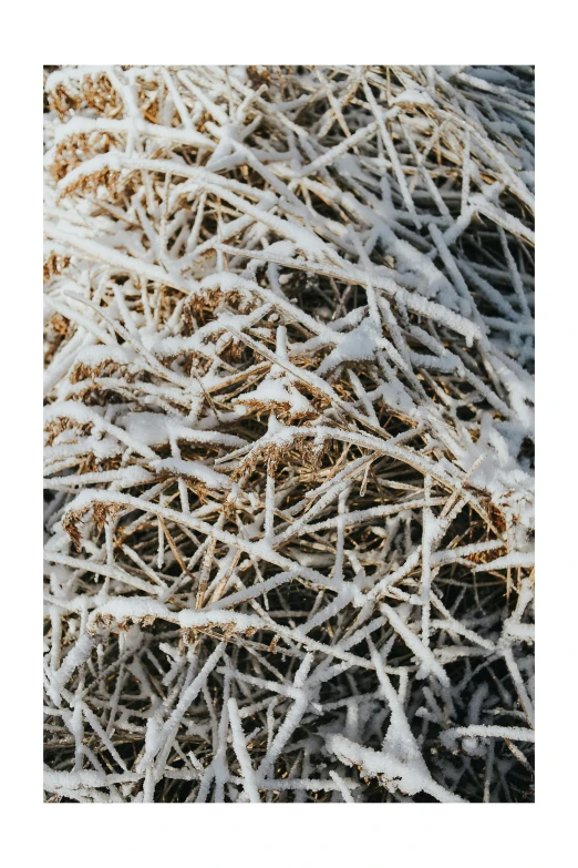 white frosty twigs on the ground