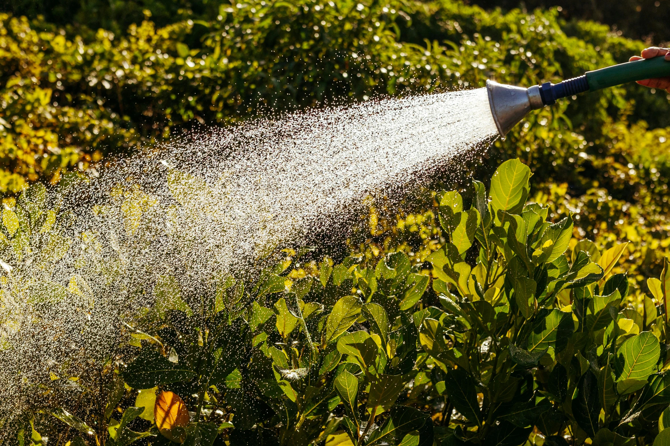 a hose spewing water into a flower garden