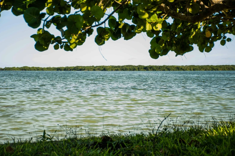 a tree nch is hanging over the water