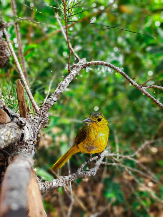 a yellow bird sitting on a tree nch