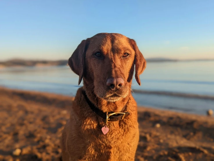 a dog on the beach with a neck tag in his ear