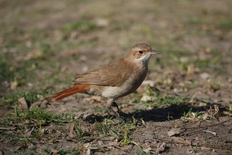 a small brown bird standing on a patch of grass
