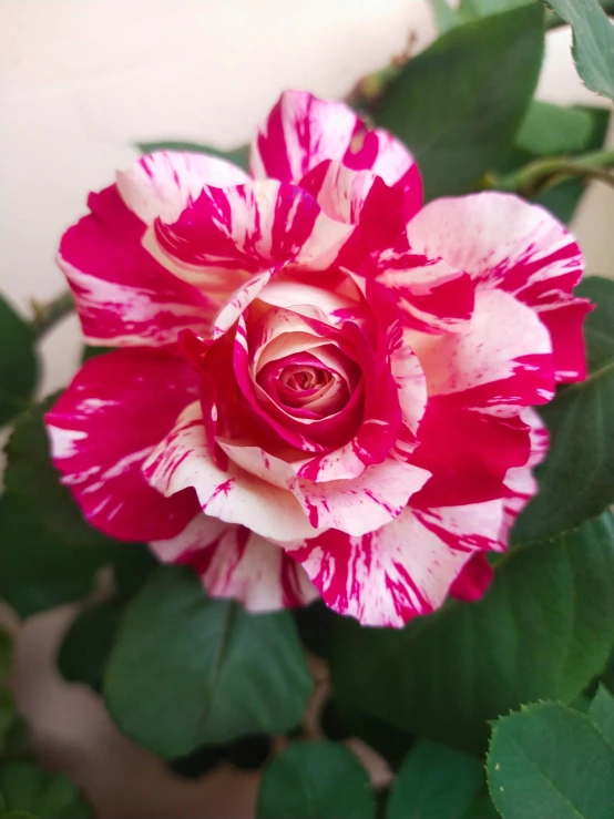 a rose with pink and white petals and leaves