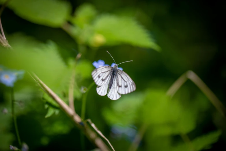 a white erfly sits on top of a blue flower