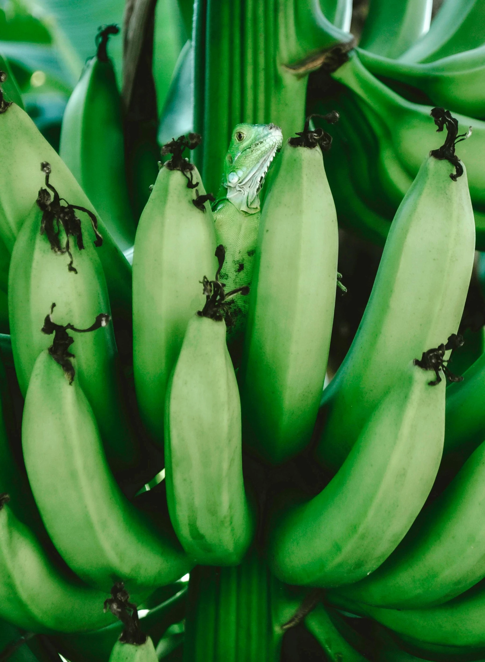 many green plantains with leaf in the background