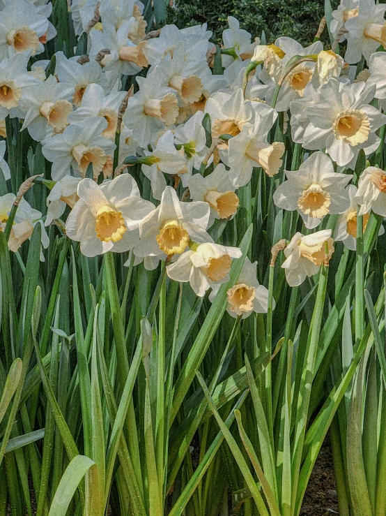 the white flowers are in bloom next to the green leaves