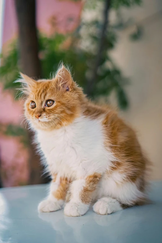 the small, kitten has white and brown fur on its head