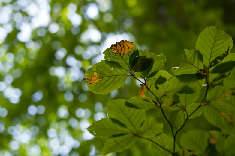 the leaves of a tree, which is in front of many trees