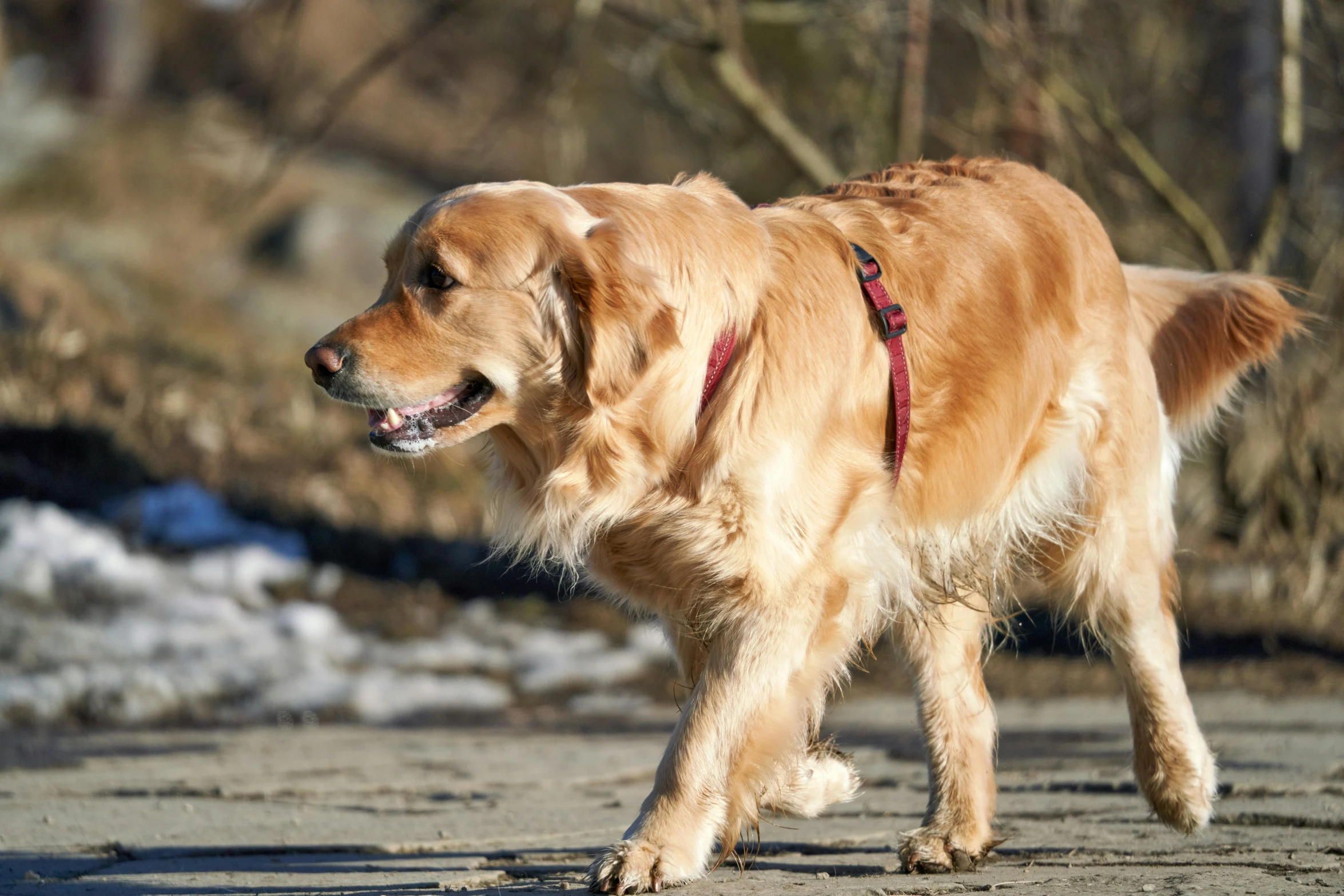 there is a golden retriever walking down the street