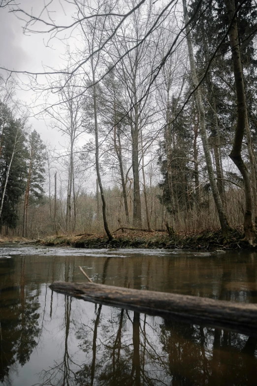 there is a fallen tree on the edge of a river