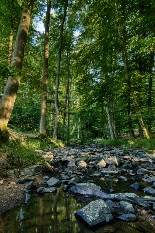 a river running through a lush green forest