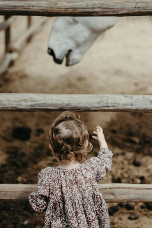  watching an animal through the fence