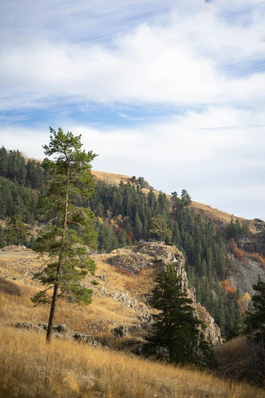 a mountain slope with lots of tall grass and trees