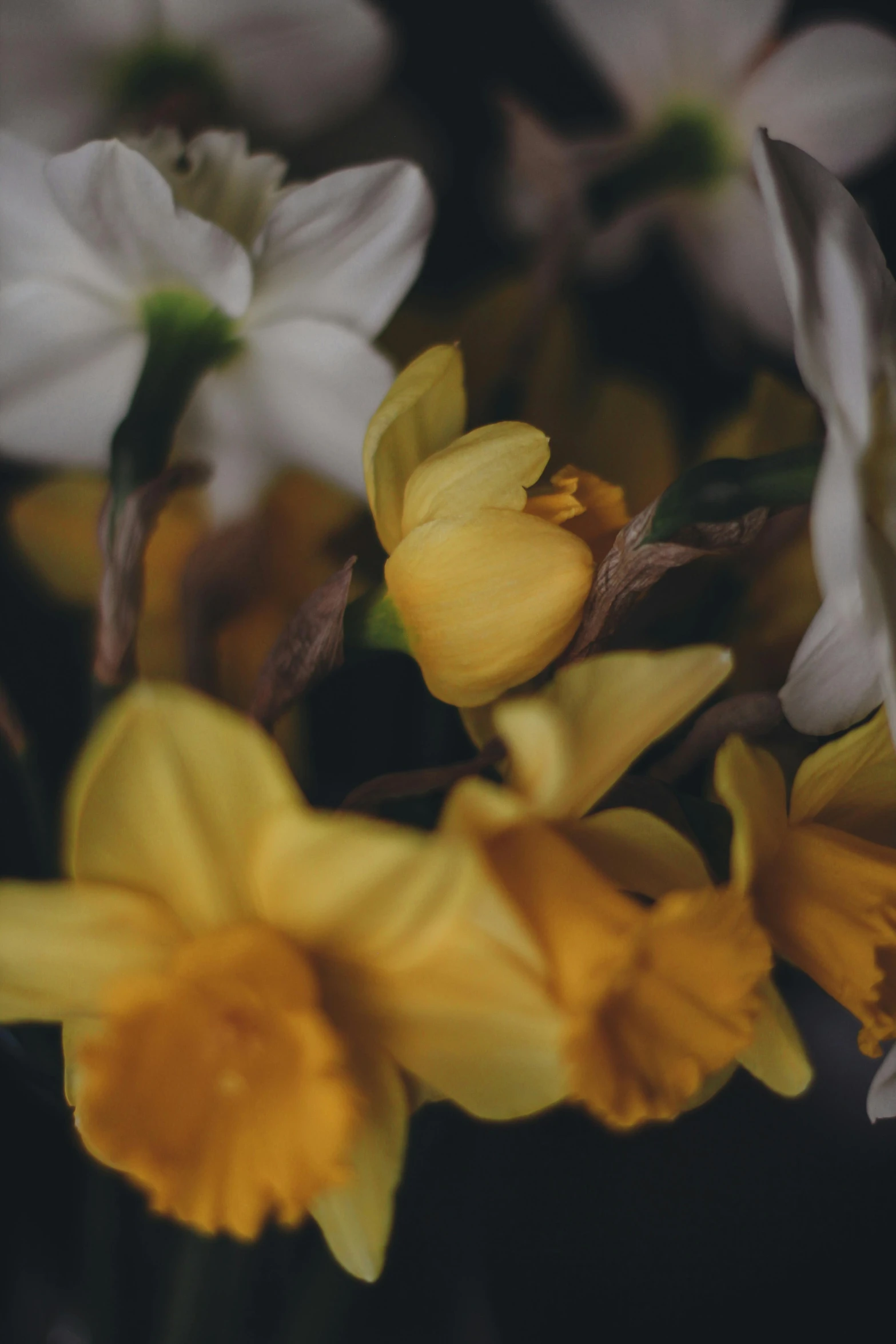 several small yellow flowers that are all white