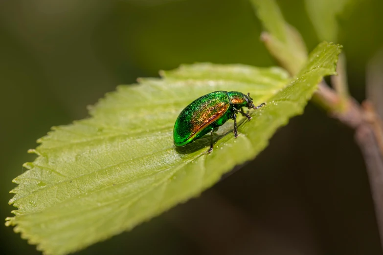 a bug on a green leaf in the sun