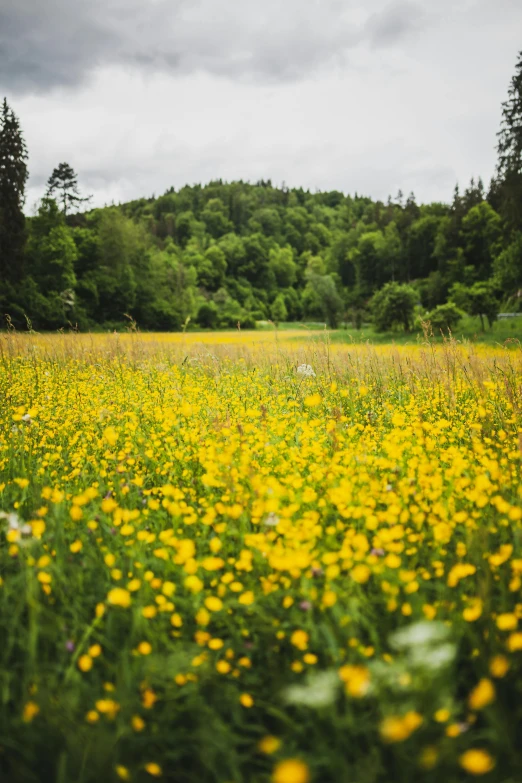 an open field full of yellow and white flowers
