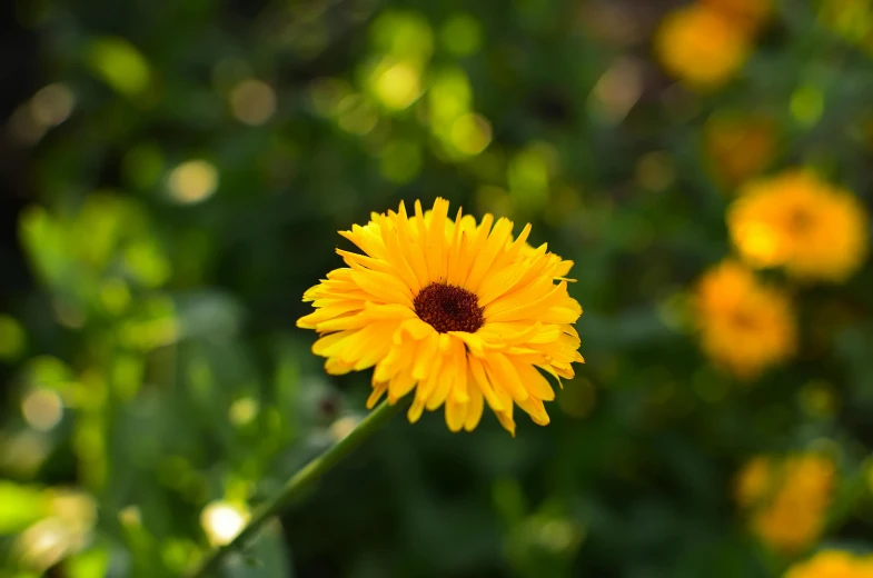 this is an image of a very bright sunflower