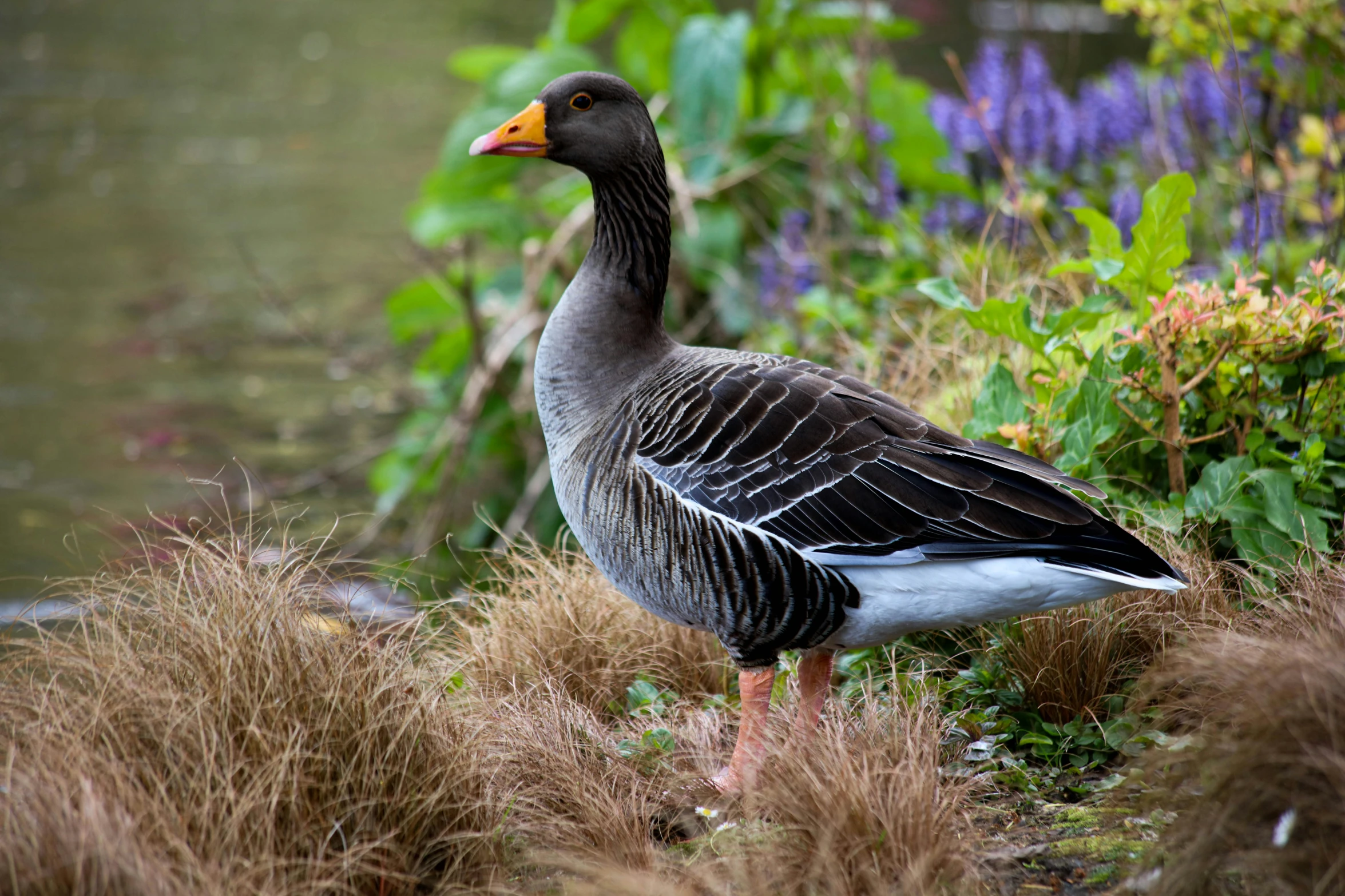 a gray duck stands near some plants and water