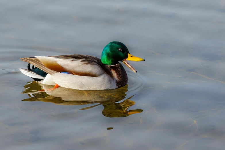 an adult mallard duck with a bill sticking out his tongue